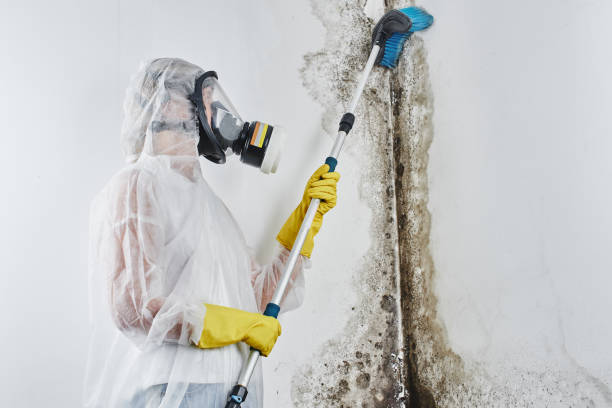 Professional Mold Removal in Sloatsburg, NY